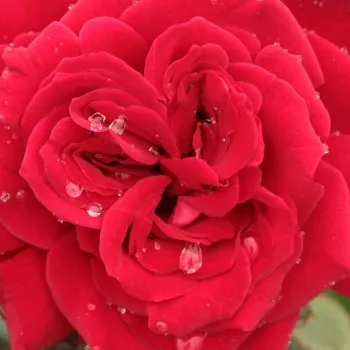 Online rózsa rendelés  - teahibrid rózsa - vörös - diszkrét illatú rózsa - vanilia aromájú - Royal Velvet™ - (50-150 cm)