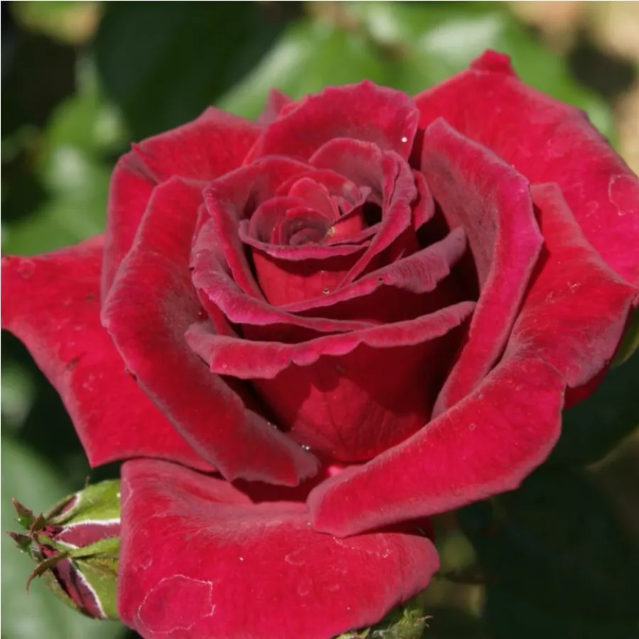 Bordová - Růže - Royal Velvet™ - 