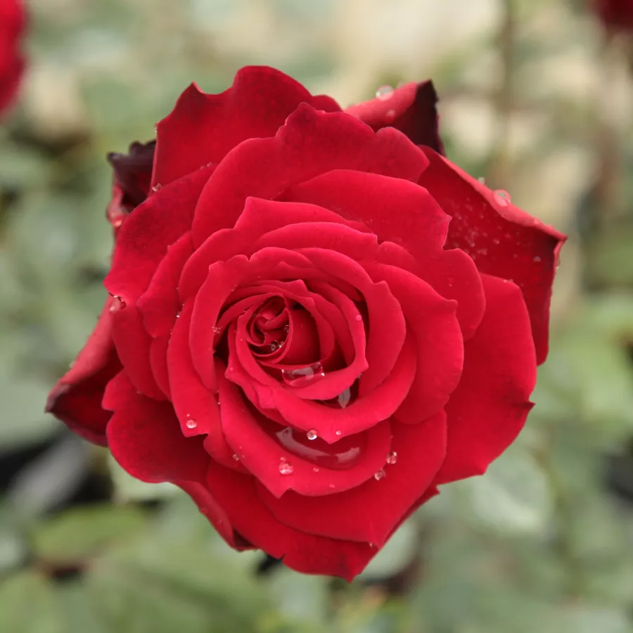 Francis Meilland - Rosa - Royal Velvet™ - rosal de pie alto
