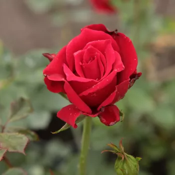 Rosa Royal Velvet™ - roșu - trandafiri pomisor - Trandafir copac cu trunchi înalt – cu flori teahibrid