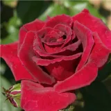 Stromčekové ruže - červený - Rosa Royal Velvet™ - mierna vôňa ruží - vanilka
