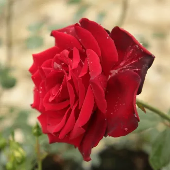 Sötétpiros - teahibrid rózsa - diszkrét illatú rózsa - vanilia aromájú