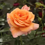 Narancssárga - climber, futó rózsa - Online rózsa vásárlás - Rosa Rozália - diszkrét illatú rózsa - édes aromájú