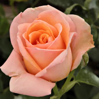 Rózsák webáruháza. - narancssárga - climber, futó rózsa - Rozália - diszkrét illatú rózsa - édes aromájú - (200-300 cm)