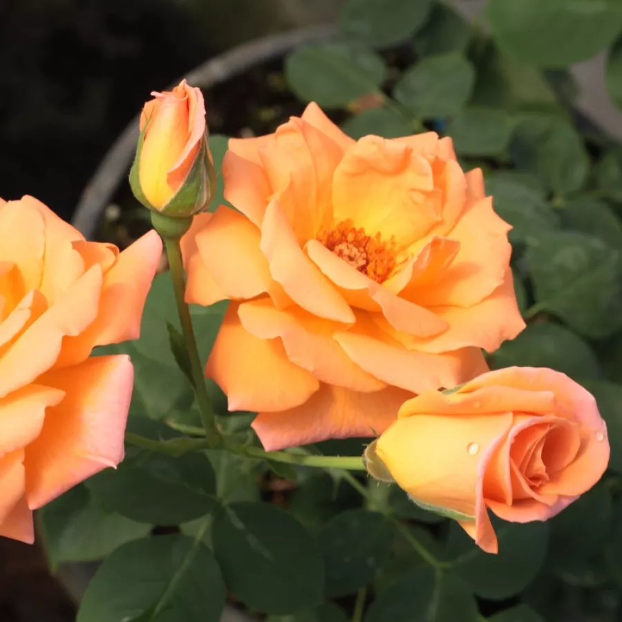 Naranja - Rosa - Rozália - Comprar rosales online