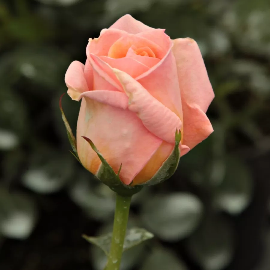 Róża z dyskretnym zapachem - Róża - Rozália - Szkółka Róż Rozaria