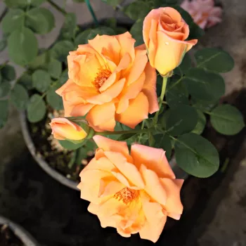Naranja - rosales trepadores - rosa de fragancia discreta - aroma dulce