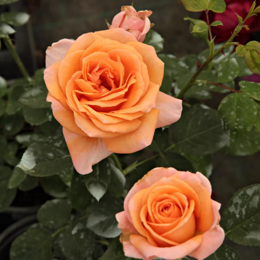 Márk Gergely - Rosa - Rozália - rosal de pie alto