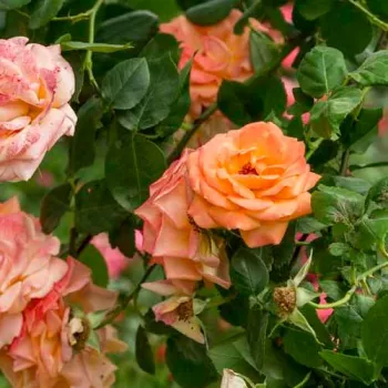 Oranžová - stromkové růže - Stromkové růže s květmi čajohybridů