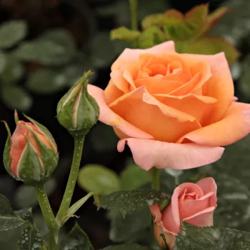 Rosa Rozália - portocale - trandafiri pomisor - Trandafir copac cu trunchi înalt – cu flori teahibrid