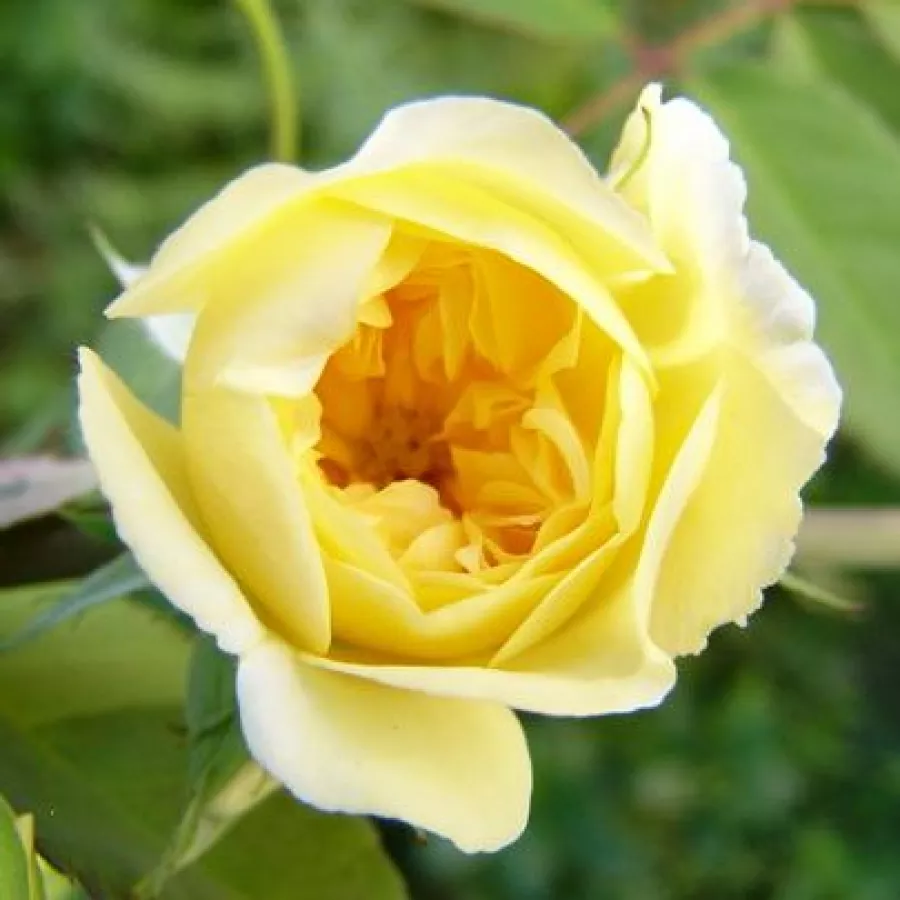 żółty - Róża - Auscanary - Szkółka Róż Rozaria