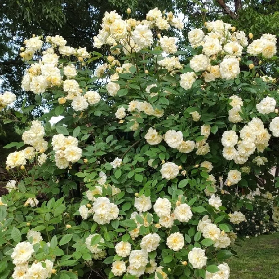 AUScanary - Róża - Auscanary - Szkółka Róż Rozaria