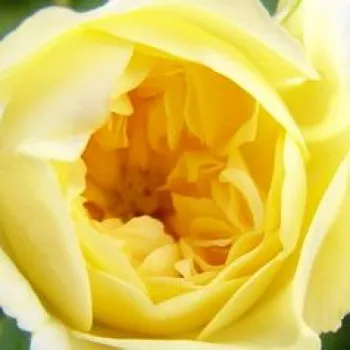 Online rózsa vásárlás - climber, futó rózsa - sárga - diszkrét illatú rózsa - fahéj aromájú - Auscanary - (300-400 cm)