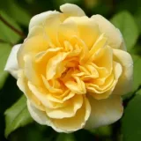 Rosier haute tige - jaune - Rosa Auscanary - parfum discret