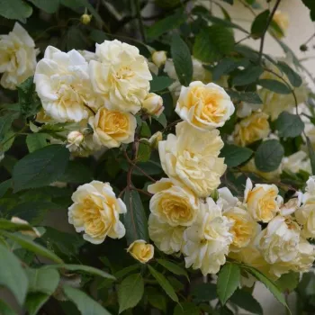 Auscanary - yellow - climber rose