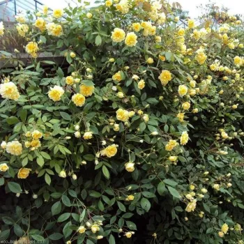 Žuta - climber, penjačica - ruža diskretnog mirisa - aroma cimeta
