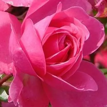 Rózsa kertészet - rózsaszín - virágágyi floribunda rózsa - Rózsaszín - közepesen illatos rózsa - fahéj aromájú - (25-50 cm)