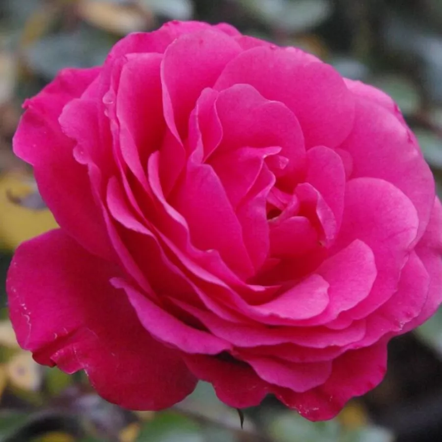 Róże rabatowe grandiflora - floribunda - Róża - Rózsaszín - Szkółka Róż Rozaria