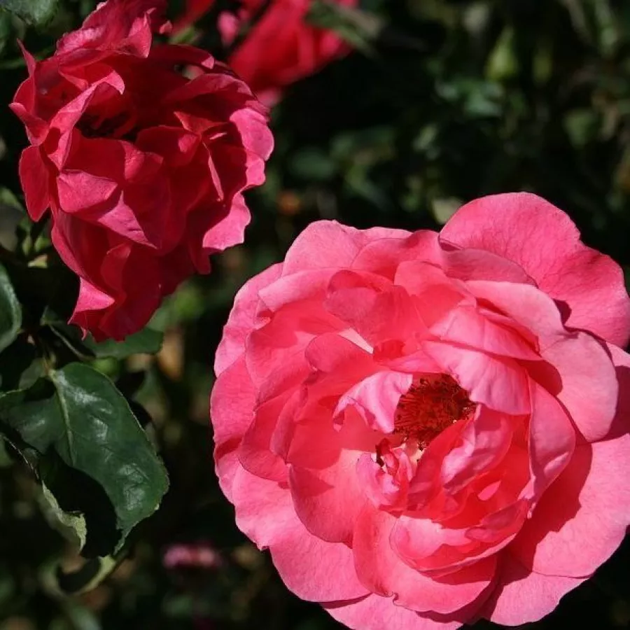 Różowy - Róża - Rózsaszín - Szkółka Róż Rozaria