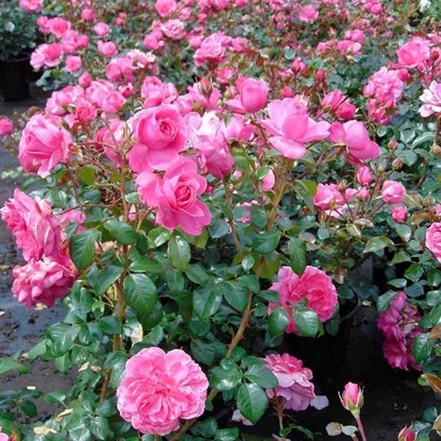 - - Rosa - Rózsaszín - Produzione e vendita on line di rose da giardino
