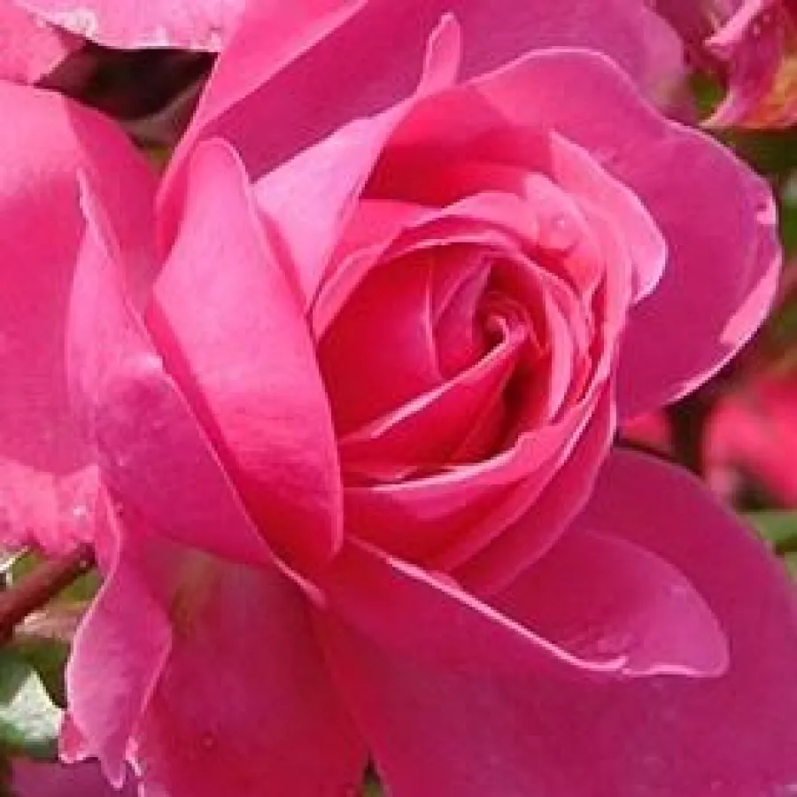 Floribunda - Rosa - Rózsaszín - Produzione e vendita on line di rose da giardino