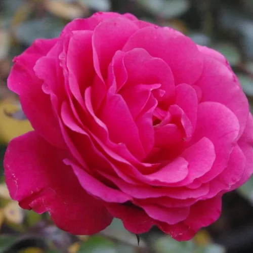 Rózsaszín virágágyi floribunda rózsa