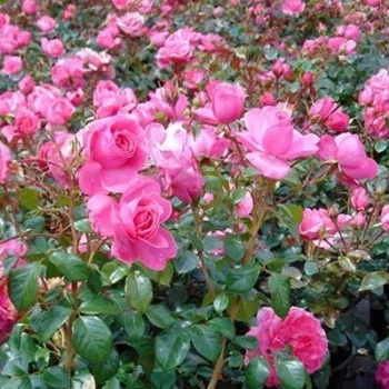 Rosa Rózsaszín - roze - Floribunda roos