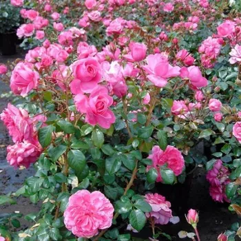 Rózsaszín - virágágyi floribunda rózsa   (25-50 cm)