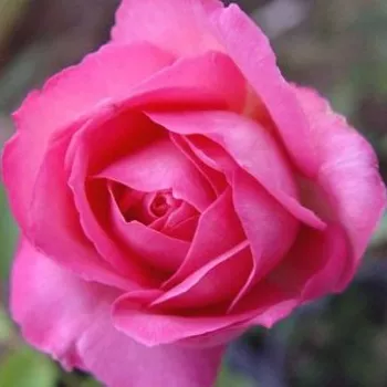 Rózsa kertészet - rózsaszín - teahibrid rózsa - Flamingo - intenzív illatú rózsa - édes aromájú - (80-100 cm)