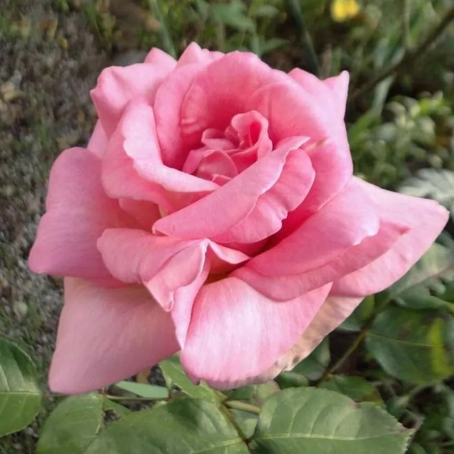 Rose Ibridi di Tea - Rosa - Flamingo - Produzione e vendita on line di rose da giardino