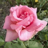 Trandafiri hibrizi Tea - roz - trandafir cu parfum intens - Rosa Flamingo - Trandafiri online