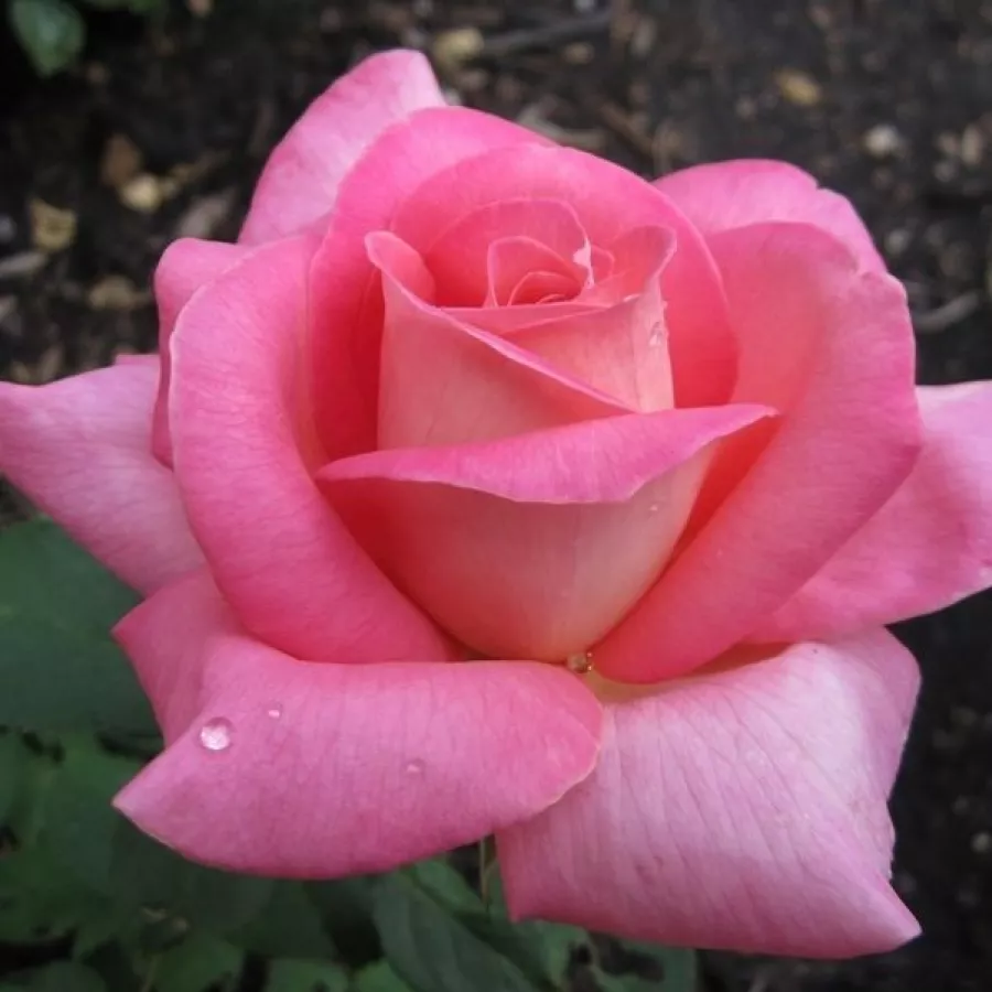 Różowy - Róża - Flamingo - Szkółka Róż Rozaria