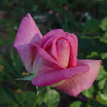Rosa Flamingo - rosa - árbol de rosas híbrido de té – rosal de pie alto