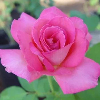 Rózsaszín - teahibrid rózsa - intenzív illatú rózsa - édes aromájú