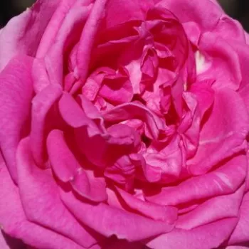 Online rózsa vásárlás - rózsaszín - climber, futó rózsa - Parade - közepesen illatos rózsa - orgona aromájú - (250-300 cm)