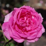 Rózsaszín - Kertészeti webáruház - csokros virágú - magastörzsű rózsafa - Rosa Parade - közepesen illatos rózsa - orgona aromájú