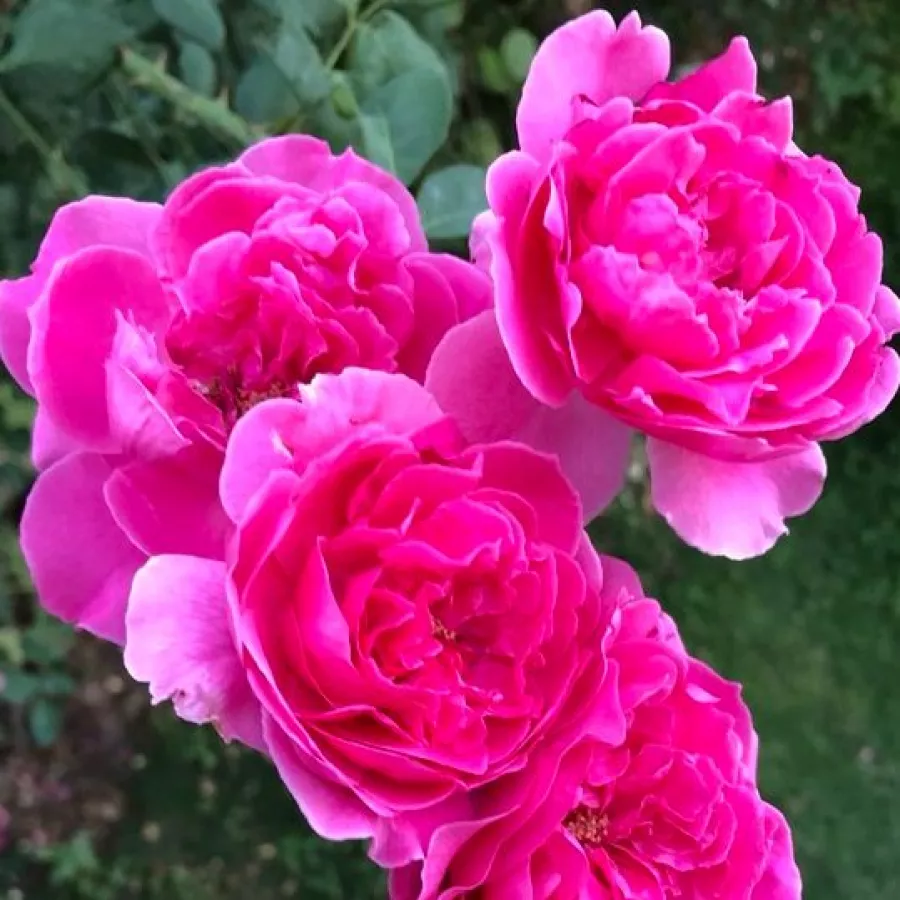 Boerner, Eugene S. - Rosa - Parade - rosal de pie alto