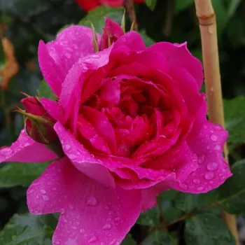 Rosa Parade - rosa - árbol de rosas de flores en grupo - rosal de pie alto