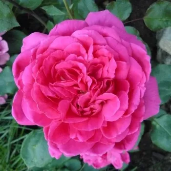 Rózsaszín - csokros virágú - magastörzsű rózsafa - közepesen illatos rózsa - orgona aromájú
