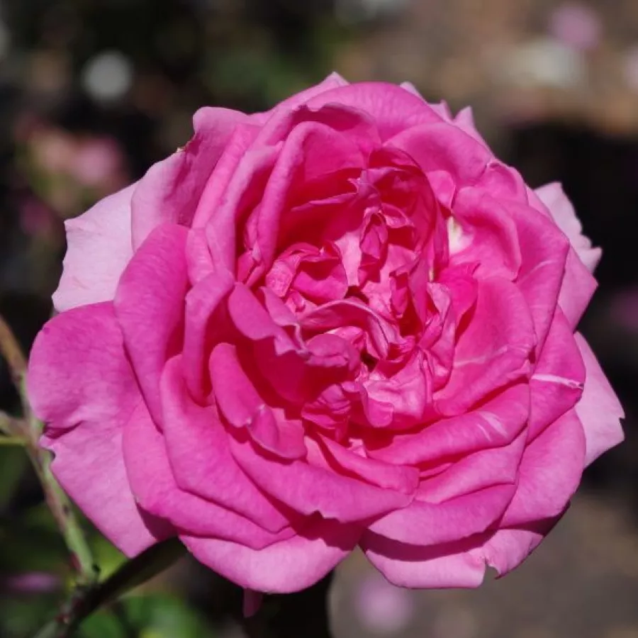 Zmerno intenziven vonj vrtnice - Roza - Parade - vrtnice online