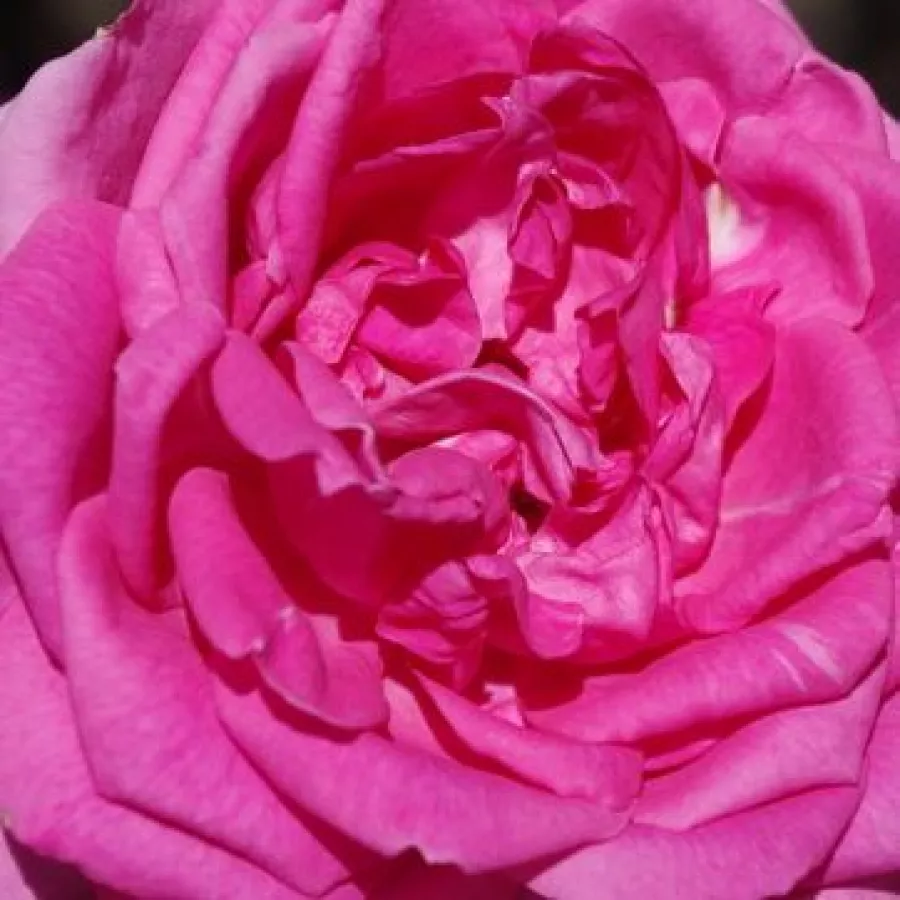 Csésze - Rózsa - Parade - online rózsa vásárlás