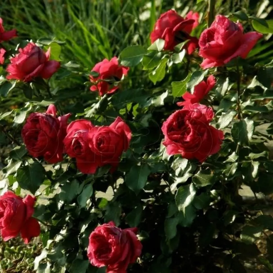 MEIprehmyr - Róża - Ruban Rouge® - Szkółka Róż Rozaria