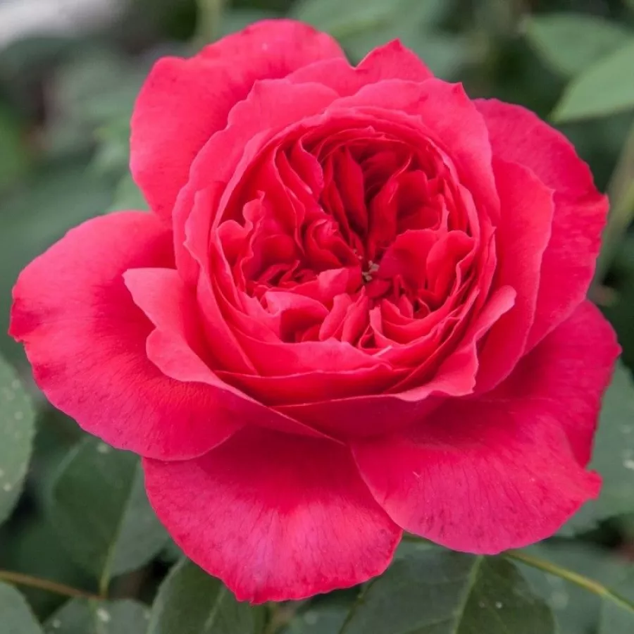 Czerwony - Róża - Ruban Rouge® - 