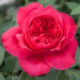 červený - stromčekové ruže - Rosa Ruban Rouge® - intenzívna vôňa ruží - mango aróma