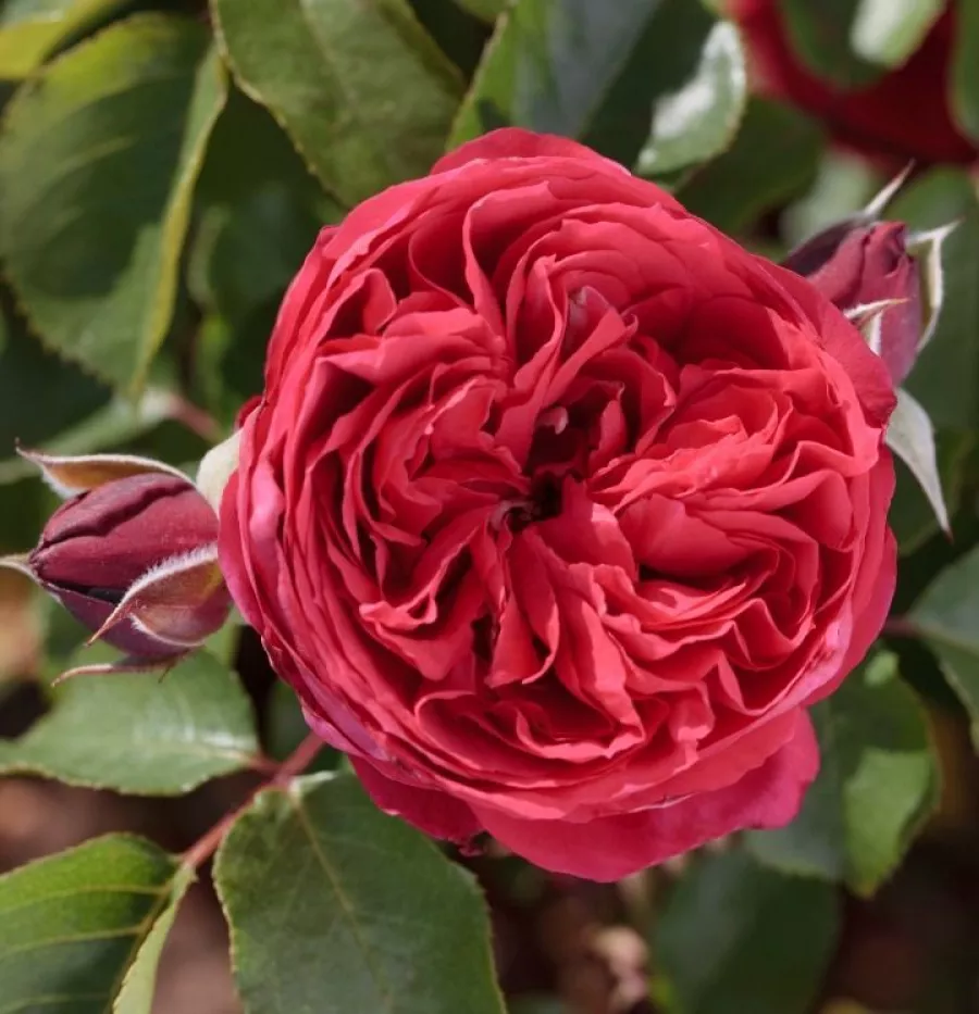 Alain Meilland - Rosa - Ruban Rouge® - rosal de pie alto