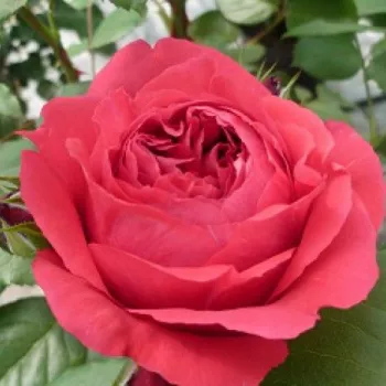 Rosa Ruban Rouge® - roșu - trandafiri pomisor - Trandafir copac cu trunchi înalt – cu flori tip trandafiri englezești