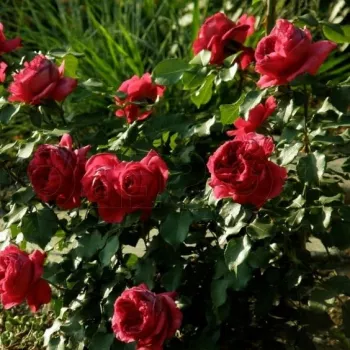 Rojo - Árbol de Rosas Inglesa - rosal de pie alto- forma de corona de tallo recto