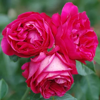 Rózsa kertészet - angolrózsa virágú- magastörzsű rózsafa  - vörös - Ruban Rouge® - intenzív illatú rózsa - mangó aromájú