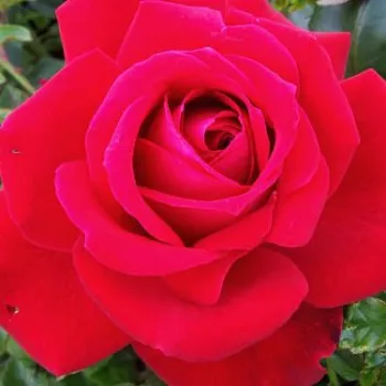Online rózsa kertészet - vörös - teahibrid rózsa - Ruby Wedding™ - diszkrét illatú rózsa - fahéj aromájú - (60-80 cm)