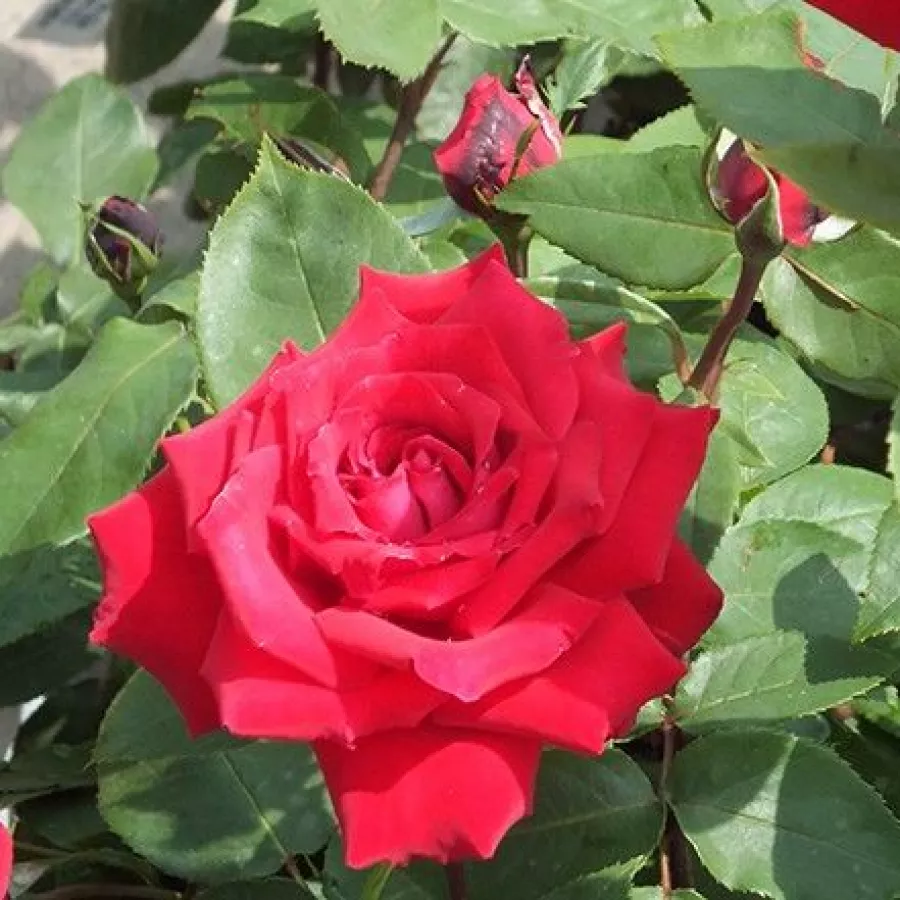 červený - Ruža - Ruby Wedding™ - Ruže - online - koupit